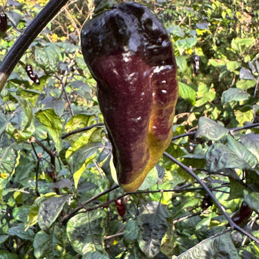 Black Bastard Peach - Seeds - The Pepper Pantry (Formerly Marie Sharp's)